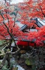 麻豆传文化传媒网站入口免费-探寻麻豆传文化传媒的魅力，免费沉浸于创意与艺术的海洋